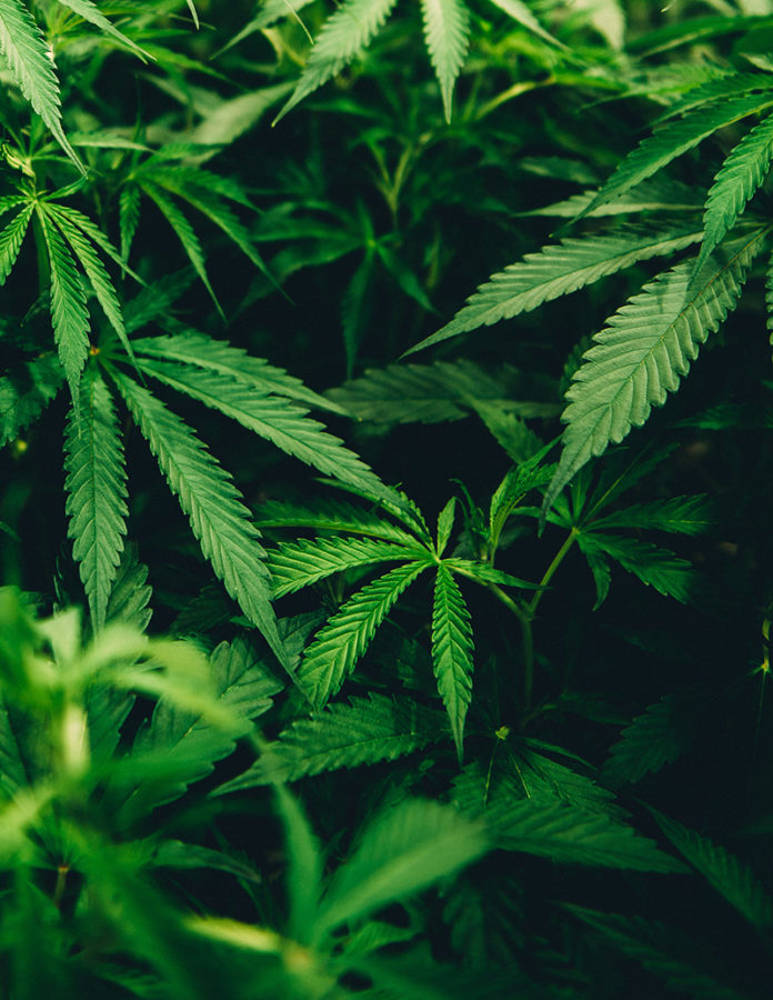 FOTO: UNSPLASH FOTO: UNSPLASH