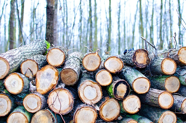 Foto: Pexels Foto: Pexels