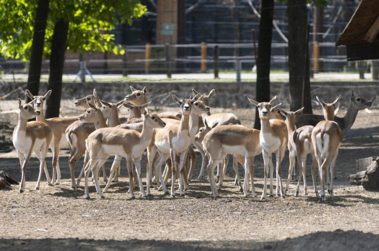 Parques moçambicanos no sul de Moçambique recebem 101 antílopes