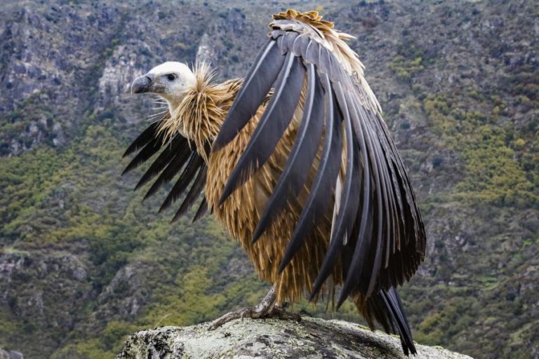 Tejo Internacional concentra 70% da população de abutres-pretos em Portugal