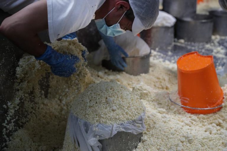 Agroalimentar de Castelo Branco promove inovação dos queijos que usam flor de cardo