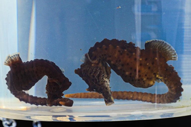 População de cavalos-marinhos regista “aumento apreciável” em área protegida da Ria Formosa