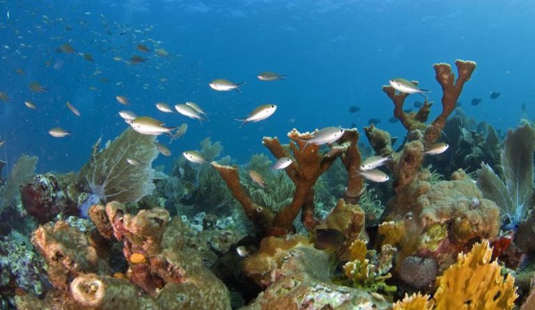 Acordo mundial sobre biodiversidade começa hoje a ser discutido em Montreal na COP15