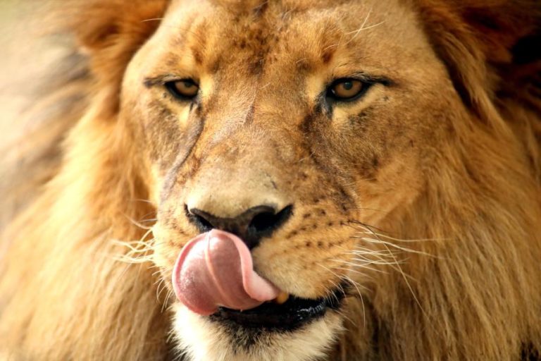 Animais da maior área protegida moçambicana mataram 12 pessoas de comunidades próximas em 2022