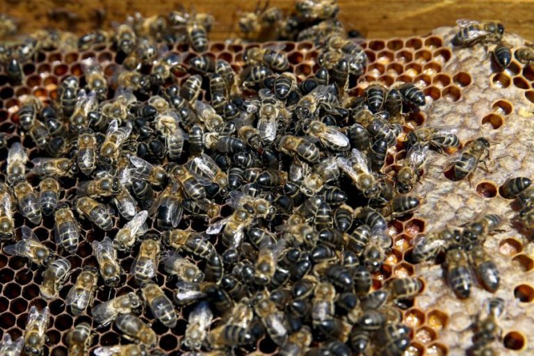 Universidade de Coimbra integra projeto para aumentar resiliência da apicultura