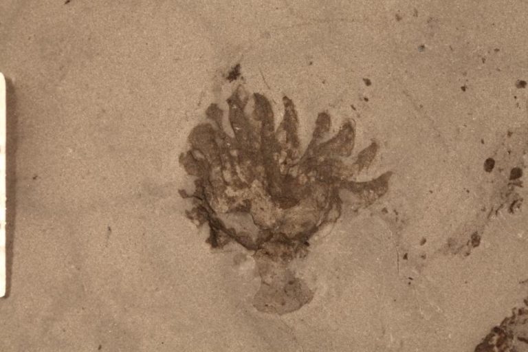 Fósseis chineses revelam rápida recuperação de fauna marinha após evento de extinção