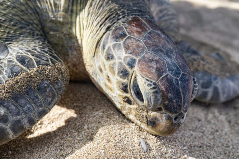 Aquecimento global ameça sobrevivência e reprodução de tartarugas marinhas