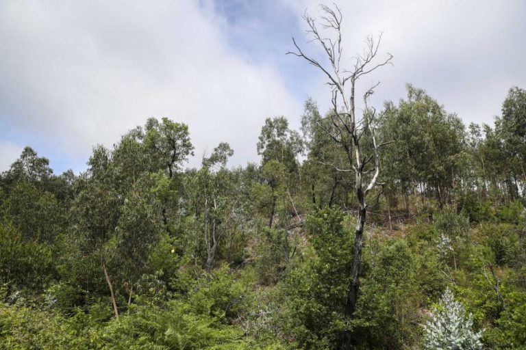Bactéria ‘Xylella fastidiosa’ já levou à criação de 7 Zonas Demarcadas na região Norte