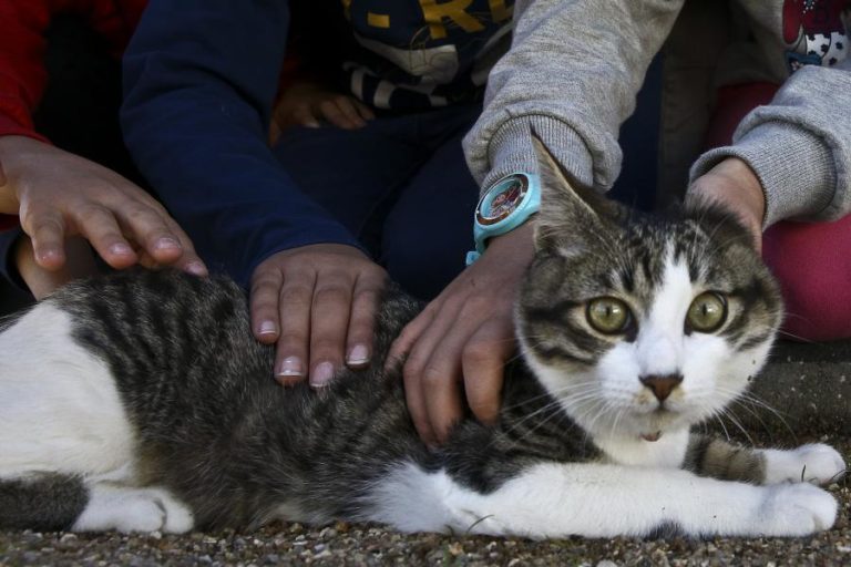 Ter cão ou gato está associado a menos alergias alimentares em crianças