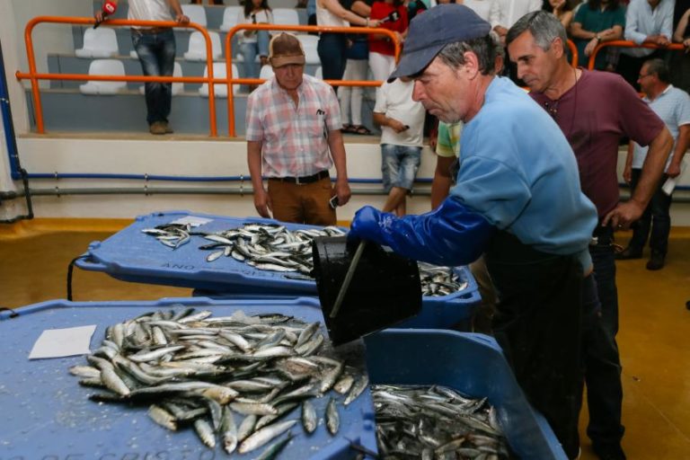 Ministra “confiante” num aumento da quota de pesca de sardinha este ano