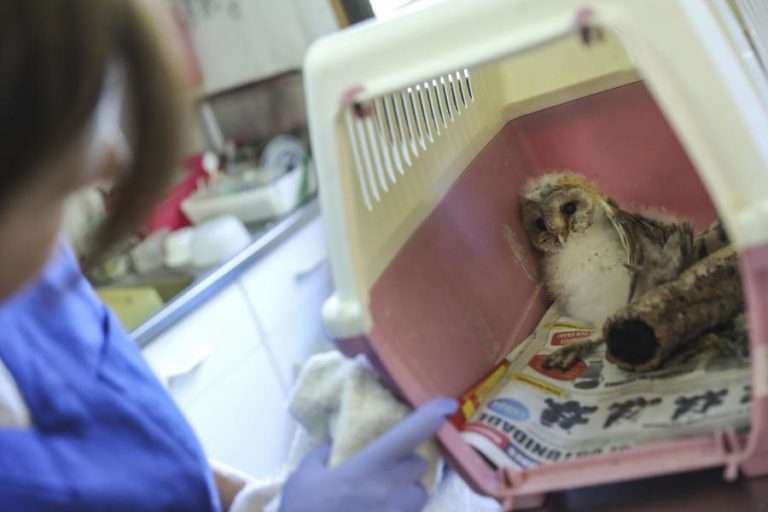 Procuram-se voluntários para ajudar a quantificar a coruja-das-torres em Portugal