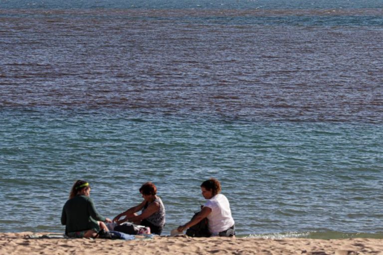 Acumulações de algas na costa algarvia podem ser sinal de desequilíbrio no ecossistema – UAlg