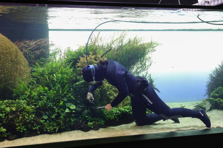 Mergulhadores fieis jardineiros no Oceanário de Lisboa