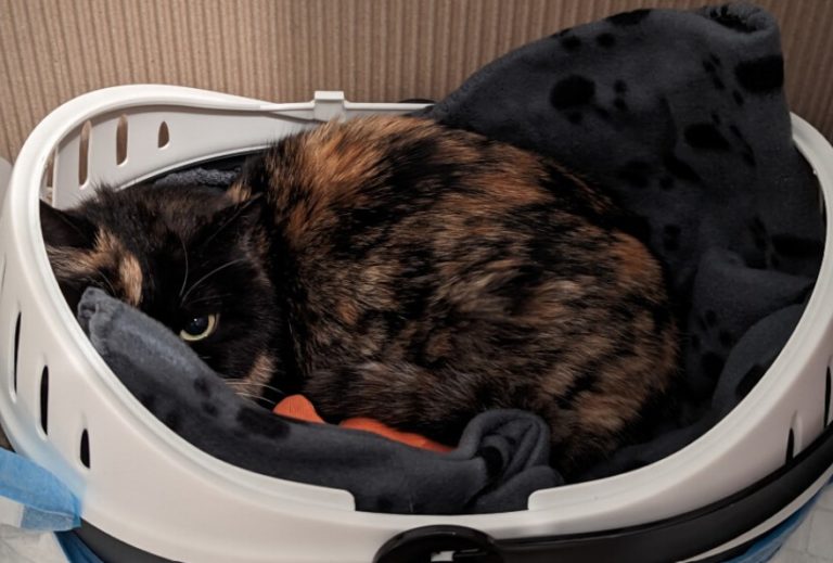 FOTO: SPCA