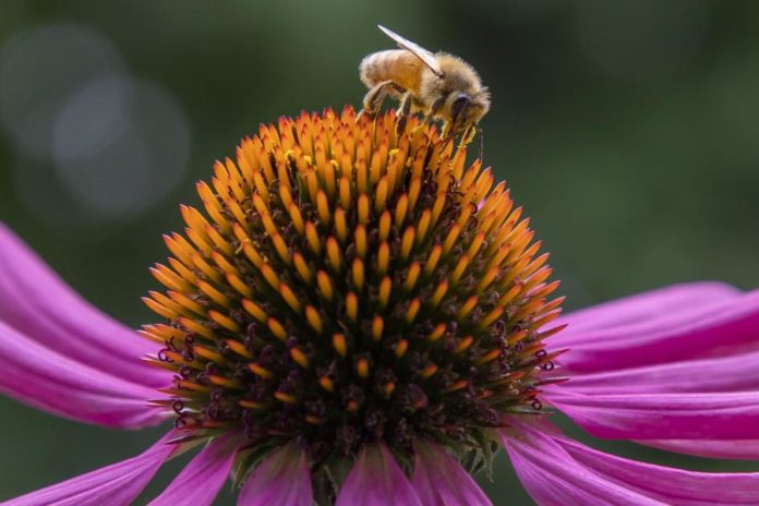 28869780.jpg
