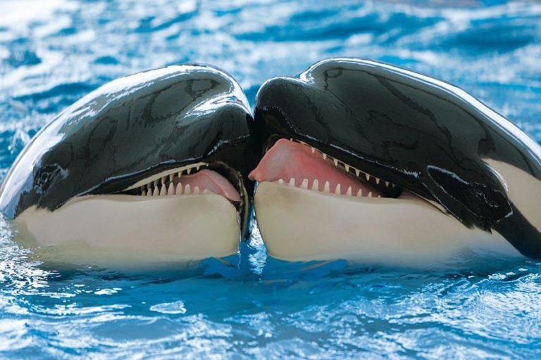 Embarcações proibidas de se aproximarem de grupos de orcas