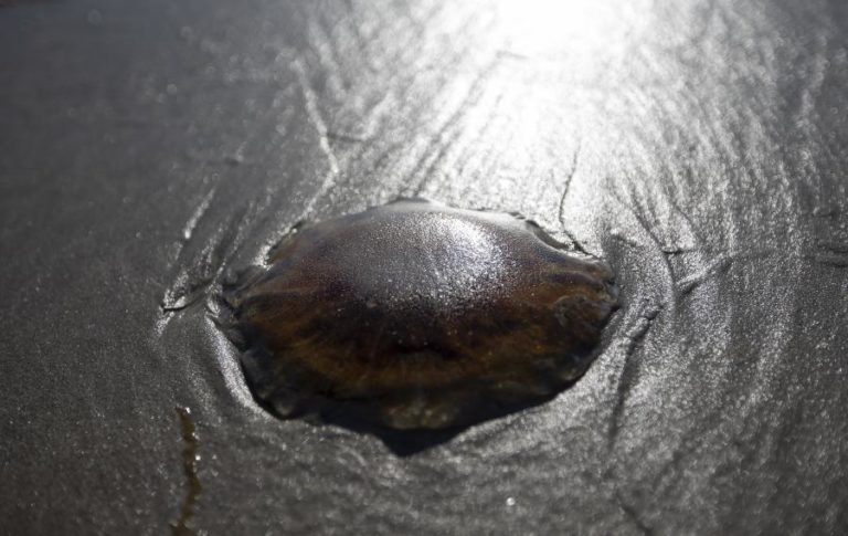 Medusa-tambor avistada nas praias do Algarve não deve ser tocada
