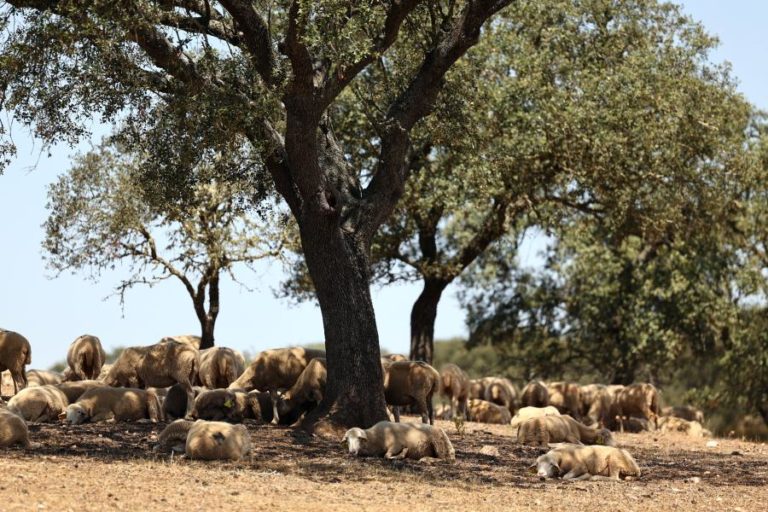 Vender animais para não perder tudo, o dilema do Alentejo de sequeiro