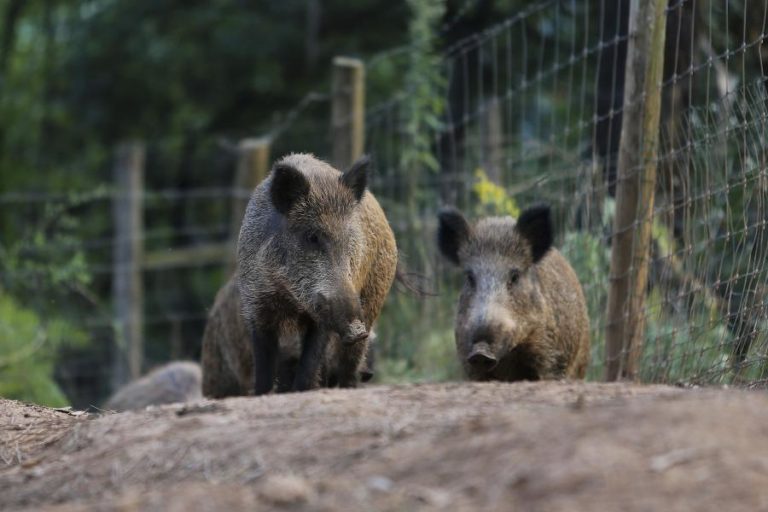 Município de Mondim de Basto lança apoio para agricultores lesados pelos javalis