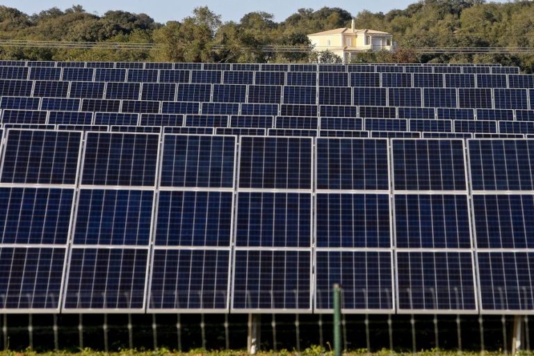 PAN critica abate de “1,5 milhões de árvores” para construção de central solar