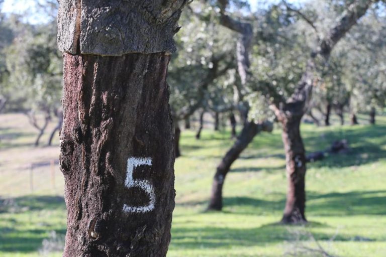 Centenas manifestam-se em Lisboa contra abate de sobreiros em Sines