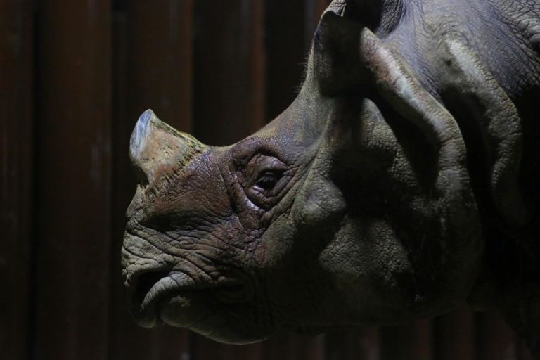 Parque moçambicano de Zinave, o único com os ‘Big Five’, recebe mais 10 rinocerontes 