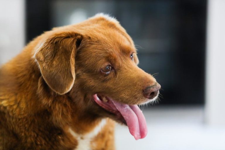 Morreu Bobi o cão mais velho do mundo do Guinness