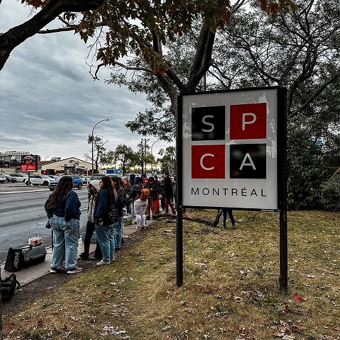 Foto: SPCA de Montréal/Facebook