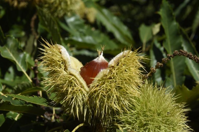 Anos consecutivos de quebra de castanha alarmam produtores de Valpaços