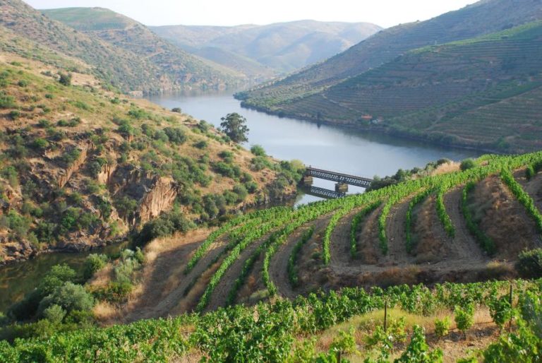 Região Demarcada do Douro escolhida como “Solo do Ano” 2024