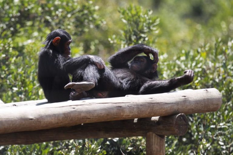 Macacos não esquecem os amigos mesmo passados 25 anos