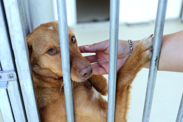 Centro de Recolha Oficial de Braga suspende adoção de animais na época natalícia