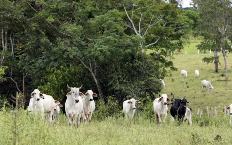 Pecuária é a principal causa da desflorestação na região amazónica em toda América do Sul