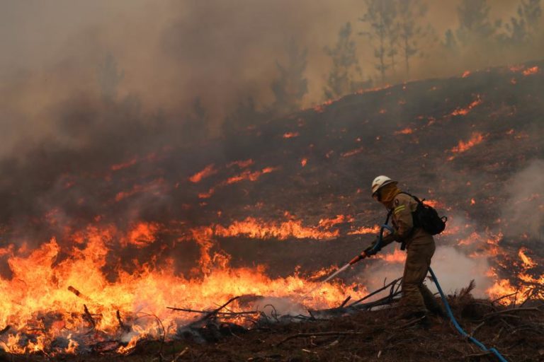 MAI defende “acordo político de médio e longo prazo” sobre reforma da floresta