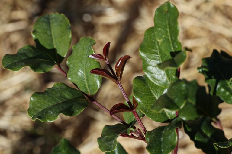 Carcavelos vai receber a primeira floresta Miyawaki no concelho de Cascais