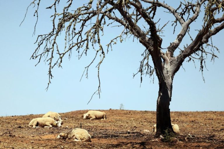 Temperaturas máximas continuam esta semana acima da média no continente