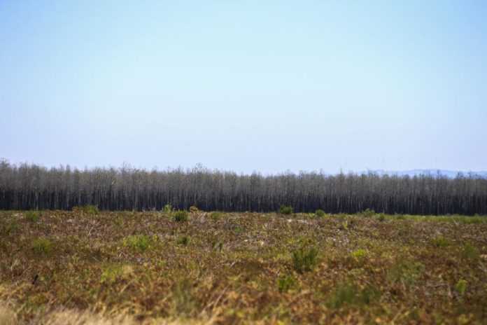 29341050.JPG