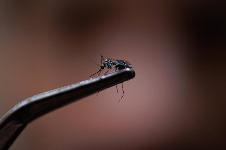 Epidemia de dengue atinge números alarmantes na América Latina