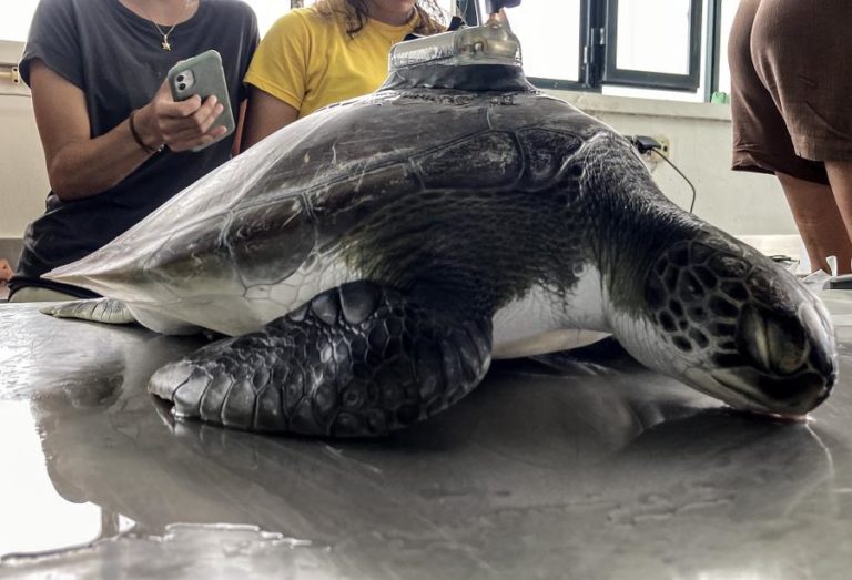 Investigadores da Universidade dos Açores monitorizam viagem inédita de tartaruga-verde juvenil