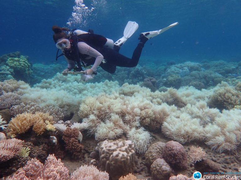 Mundo está a passar por outro episódio em massa de branqueamento de corais