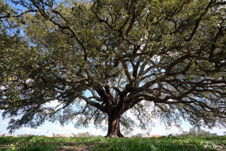 Montenegro compromete-se com reprogramação do PEPAC e reforço da Agricultura