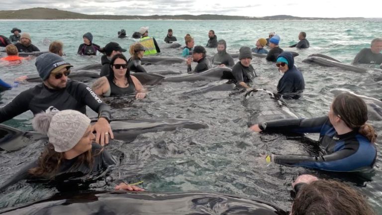Dezenas de baleias-piloto encalham na costa oeste da Austrália