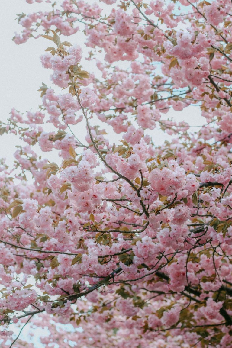 Cerejeiras em flor: High Park no pico da floração das cerejeiras