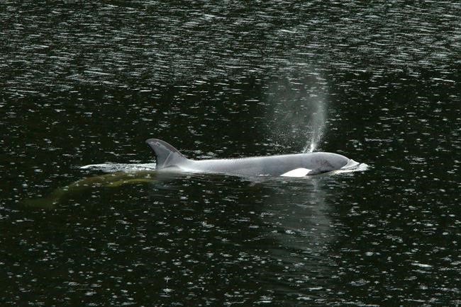 Orca órfã:  Começou tentativa de salvamento em lagoa remota de B.C.