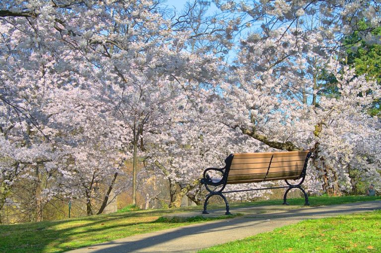 ‘Sakura trees’: High Park em plena época das cerejeiras em flor
