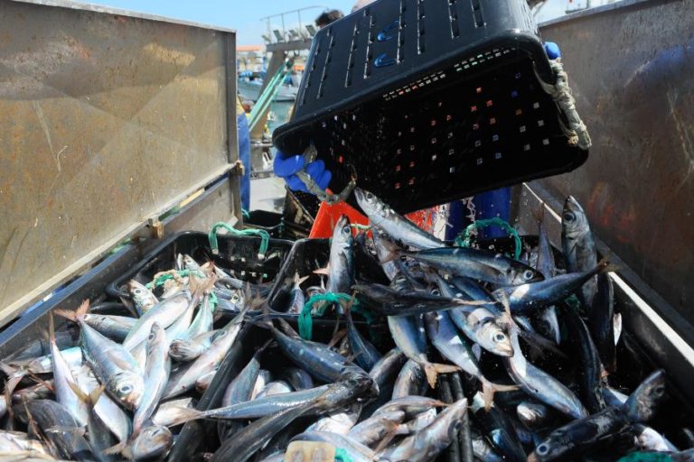 Portugal esgota quota do carapau e pesca fecha esta terça-feira