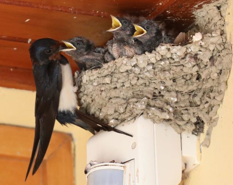 Número de Andorinhas em Portugal caiu 40% em 20 anos