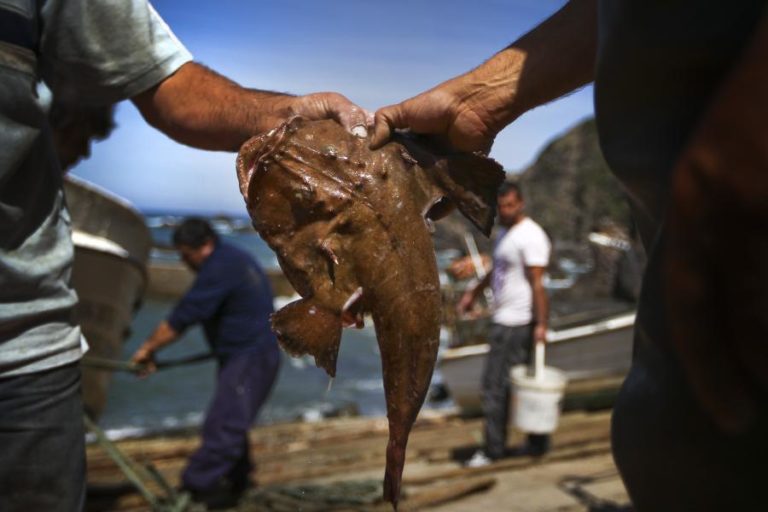 Portugal utiliza 80% da quota do tamboril e pesca pode encerrar “a curto prazo”