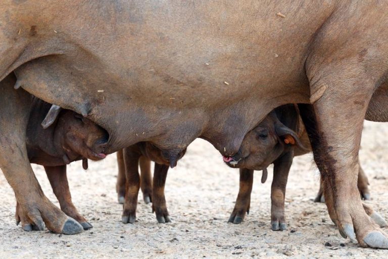 Pequim anuncia investigação ‘antidumping’ na importação de carne de porco da UE