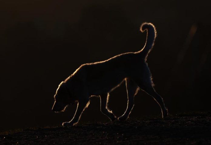 42125440.jpg